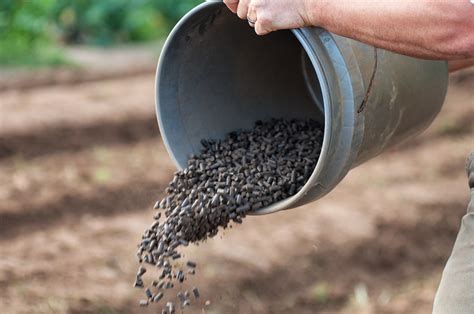 Two Dog Farms in Flora, MS - winter crops grown with AgBlend Organic Fertilizer - Mighty Grow