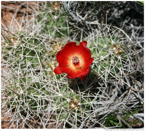 Red flowering cactus. (Photo ID 11430-capitolr)