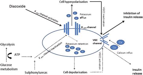 The steps involved in inhibition of insulin release by diazoxide are ...