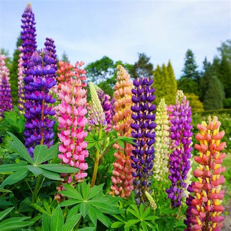 Colored Mix Lupine Flower Seeds Annual plant 10 Pcs | Etsy in 2021 | Flowers perennials, Lupine ...