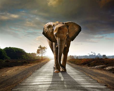 Elephant Roads Sunrise And Sunset Animals Nature Wallpaper - [1600x1280]