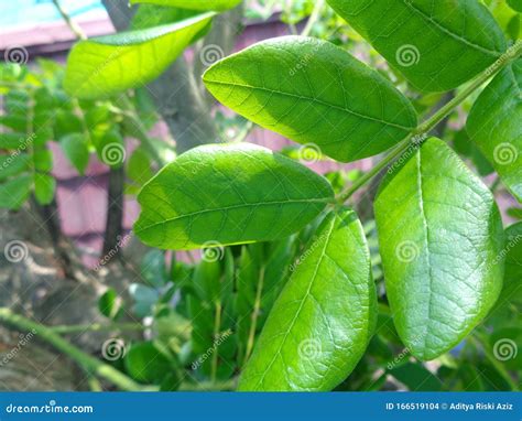 Monkey Pod Tree Leaves, Samanea Saman Leaves Stock Photo - Image of abstract, botanical: 166519104