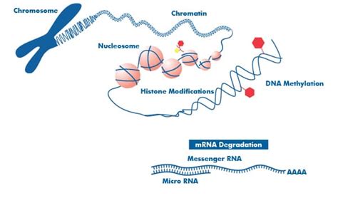 What are the major mechanisms of epigenetic genome modification ...