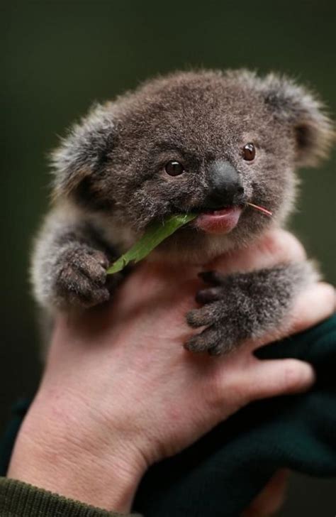 adorable koala baby eating eucalyptus leaf | Cutest Koalas | Pinterest | Eucalyptus leaves ...