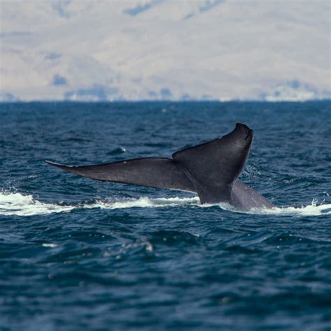 Stream The Sounds of Atlantic Blue Whales by Connecticut Public Radio ...