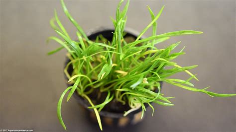 Micro Sword Plant: Care, Carpet Grass, Lighting & Algae