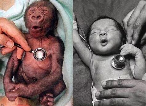 This is how a baby gorilla and a baby human react to a cold stethoscope ...