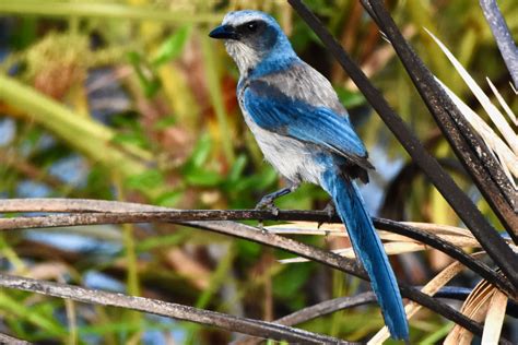 Florida Scrub Jay