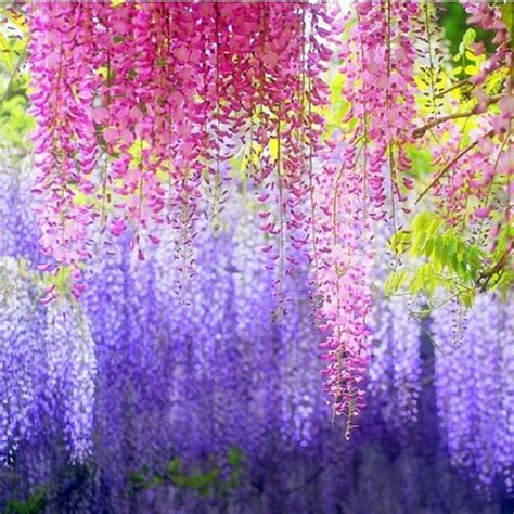 Mixed Color Wisteria Tree Seeds, 10pcs/pack – GreenSeedGarden