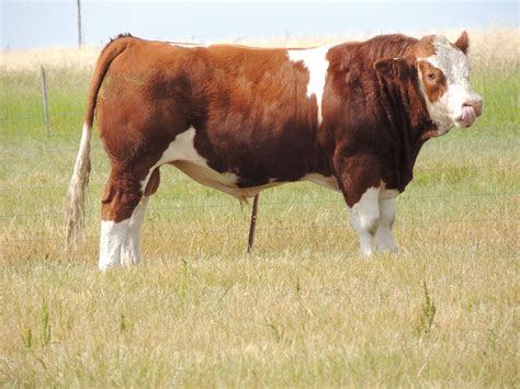 Simmental Bull | Farm cow, Bull cow, Cattle farming