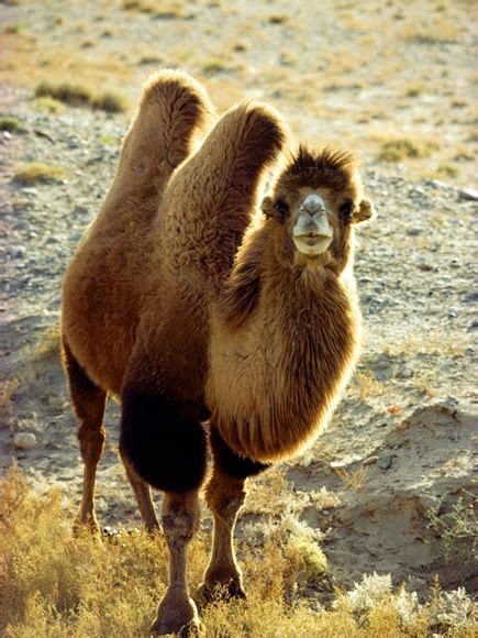 The Bactrian Wild Camel | The Wildlife