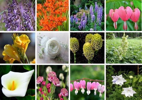 Fleurs D'été : La Liste Des 30 Plus Belles Variétés De tout Fleur Qui ...