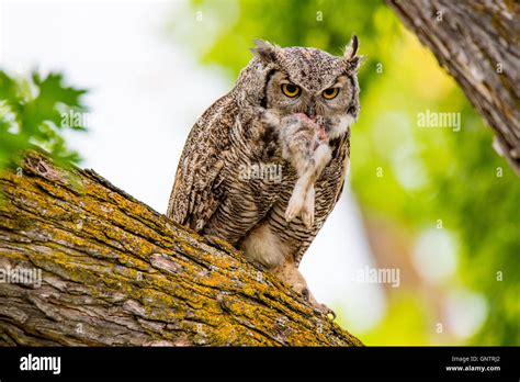 Great Horned Owl Hunting