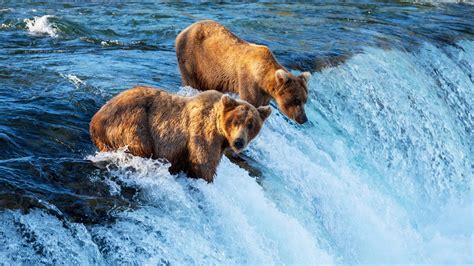 Two brown bears hunting fish, waterfall, river Wallpaper | 1366x768 resolution wallpaper ...