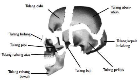 1. Daftar Tulang pada Tubuh Manusia – Pengertian.Apa-itu.NET