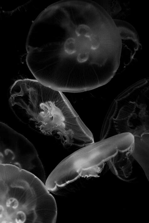 [最も好ましい] black and white jellyfish 414654-Black and white jellyfish ...