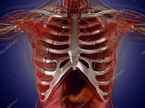 Anatomy of human organs in x-ray view. High resolution. — Stock Photo ...