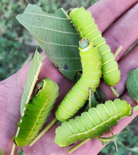 Rear and breed Actias luna, a stunning Saturniidae species - Time to Breed