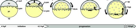 Schematic depiction of epiboly initiation and progression in the... | Download Scientific Diagram