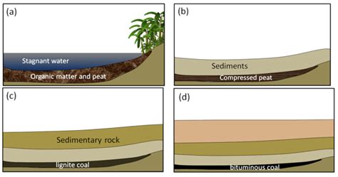 9.3 Organic Sedimentary Rocks – Physical Geology, First University of Saskatchewan Edition