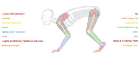 Quadruped Anatomy for Animators