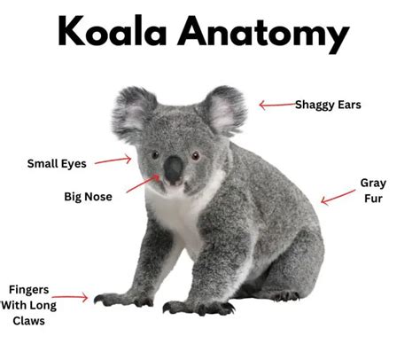 Koala Facts for Kids