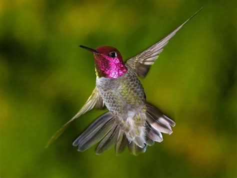 Hummingbirds | The Byoutiful Blog