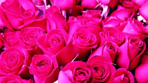 Download Hot Pink Lovely Roses Wallpaper | Wallpapers.com