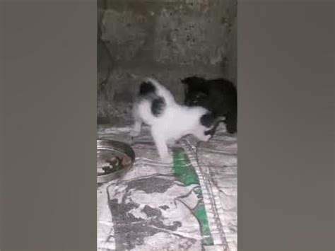 #shots # Little Asian palm civet (Marapatti) & Little kitten 🐈#playing # - YouTube