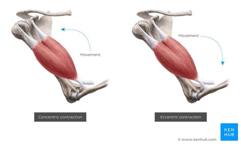 Eccentric muscle contraction: Examples | Kenhub