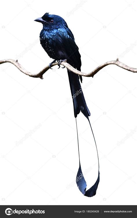 Greater Racket-tailed Drongo bird — Stock Photo © thawats #180245428