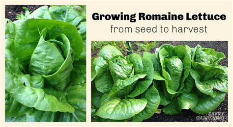 Growing Romaine Lettuce: A Guide From Seed to Harvest