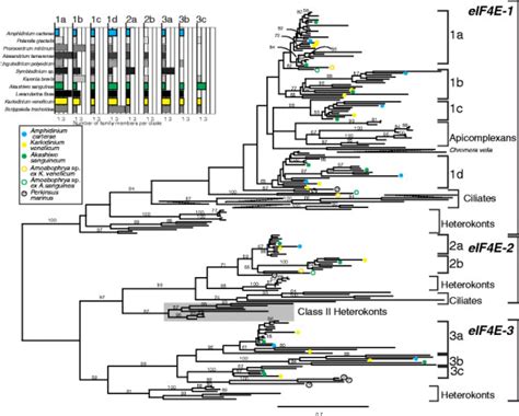 A maximum likelihood phylogeny of the core eIF4E domain using the Le... | Download Scientific ...