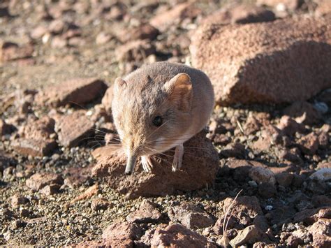 New sengi species is related to an elephant, but small as a mouse - Los Angeles Times - Sci-Tech ...