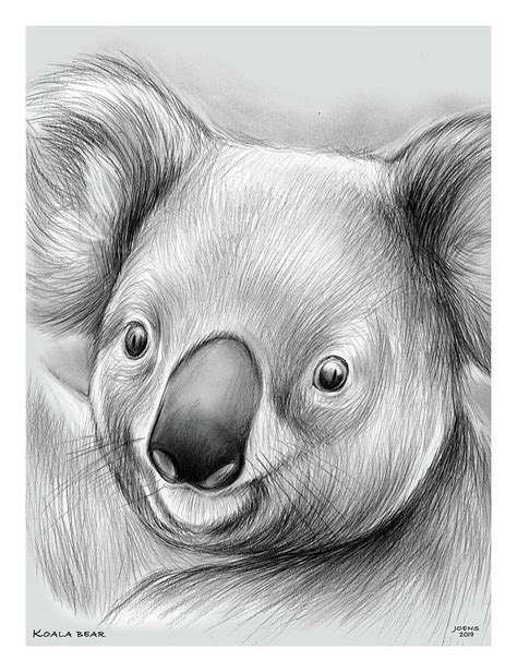 Koala Drawing by Greg Joens | Fine Art America