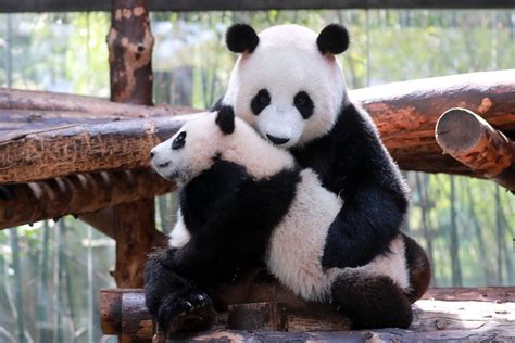 Panda cub meets the public - Chinadaily.com.cn