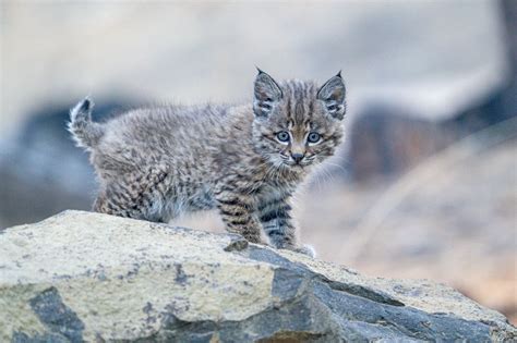 Oregonians get chance to catch glimpse of too-cute baby bobcat at High ...