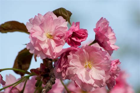 Weeping Cherry Blossom » Top Facts