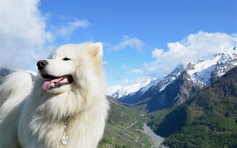 Samoyed Wallpaper