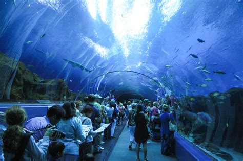 Georgia Aquarium in Atlanta - Breathe With Us