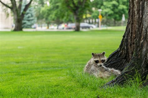 Living with wildlife in Colorado means not touching or feeding wildlife in Colorado