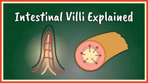 The Intestinal Villi Explained || Absorption - YouTube