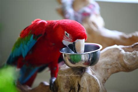 Bird kingdom at the Niagara Falls Aviary - Jerry Fei Photography