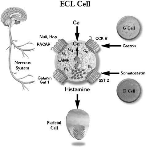 Regulation of ECL cell function. The major neural and endocrine... | Download Scientific Diagram