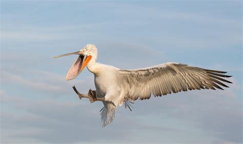 Dalmatian Pelican – "OCEAN TREASURES" Memorial Library