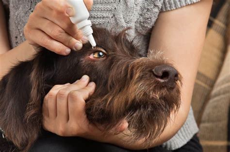 Dog Eye Infection Home Remedies: Symptoms and Natural Treatments