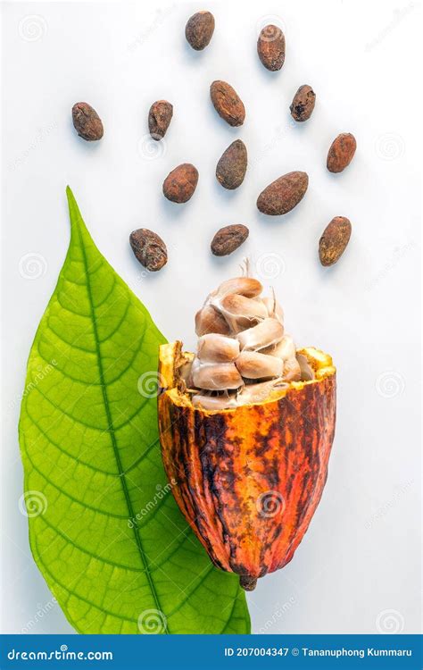 Fresh cacao pod stock image. Image of cooking, dessert - 207004347