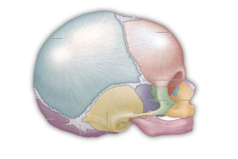 Fetal Skull Fontanelles Diagram | Quizlet