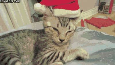 Cat christmas hats GIF - Find on GIFER