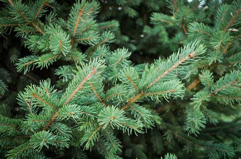 Black Hills Spruce Trees For Sale | The Tree Center